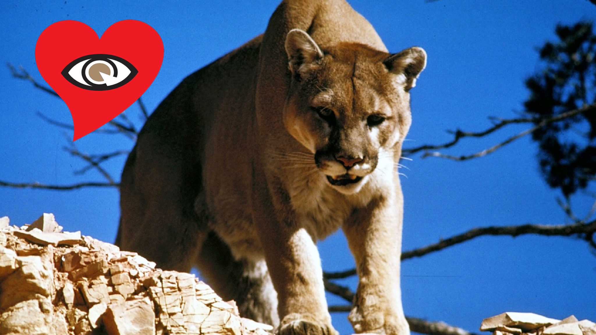 MOUNTAIN LION ATTACK Statistics All Seeing Heart